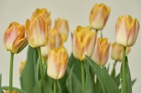 Tulipa 'Golden Dynasty'