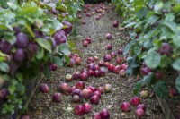 Malus - Windfall apples on a path in Autumn