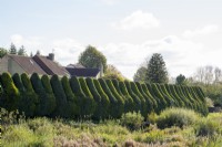 Tall green and gold leylandii clipped hedge