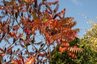 Orange leaves of Rhus typhina in Autumn against a blue sky