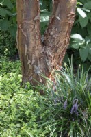 Acer griseum Chinese Paper bark maple, Liriope spicata creeping lilyturf