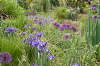 Dutch Iris flowing through Alliums in an early summer border