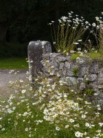 Oxeye daisy - Leucanthemum vulgare growing on and around a drystone wall in Cornish garden July