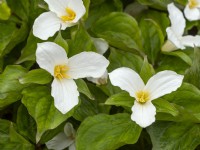 Trillium grandiflorum  flowering  in May