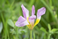 Tulipa Lilac Wonder.
