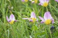 Tulipa 'Lilac Wonder' 