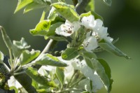 Pyrus communis - pear blossom in Spring 
