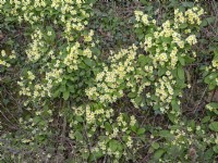 Primula vulgaris Primrose  Norfolk March