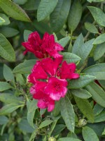 Rhododendron 'Mayor Johnson'  in May