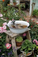 View of the Down Memory Lane Garden where vintage enamel pots are reused as a bird bath and to grow strawberries, these are resting on a rustic wooden step ladder amongst roses - Designer and Sponsor: The Blue Diamond Design Team 