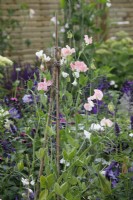 Lathyrus odoratus 'Just Janet' is growing in Charlie's Courtyard Garden - Designer: Jane Scott Moncrieff