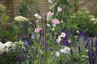 Lathyrus odoratus 'Just Janet' in Charlie's Courtyard Garden - Designer: Jane Scott Moncrieff