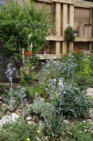 In the Punk Rockery Garden, builders' rubble and brick dust have been used to grow drought-loving mediterranean plants such as Eryngiums,  and succulents; reclaimed timber and pallets are used as fencing- Designer: Amanda Grimes -