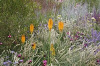 In the RHS Iconic Horticultural Hero Garden by Tom Stuart-Smith, a clump of Kniphofia 'Mango Popsicle' is planted amongst Melica ciliata.