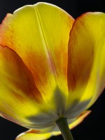 Tulipa 'World Peace' - Darwin Hybrid Group