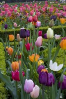 Mixed Tulipa - Tulip - in beds edged with Buxus - Box. Ashridge House garden.