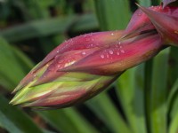 Beschorneria yuccoides  May 