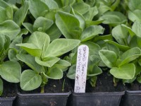Young Broad Bean 'Masterpiece Green Longpod' plants in plastic pots prior to planting out late march Norfolk