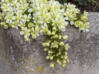 Clematis x cartmanii 'Pixie' growing in a stone sink  april Norfolk