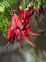 Clianthus puniceus - Lobster Claw May