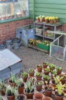 The potting area with propagated young plants ready for planting out