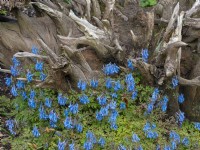 Corydalis flexuosa 'China Blue' and old oak stumps