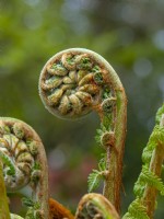 Dicksonia antarctica - frond unfurling  Norfolk April