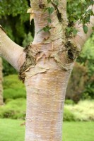 Betula utilis subsp. utilis