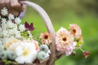 Woman holding a trug filled with Eschscholzia 'Peach Sorbet', Ammi majus, Calendula 'Sherbet Fizz', Nicotiana 'Bronze Queen' and Poppy seed heads