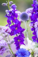 Consolida ajacis 'Blue spire', Centurea 'Double Blue' - Cornflower, Lathyrus 'High Scent' - Sweet Pea, Echinops ritro, Verbena bonariensis arranged