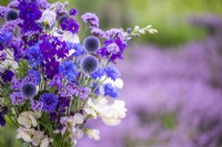 Lathyrus 'High Scent' - Sweet Pea, Centurea 'Double Blue' - Cornflower, Consolida ajacis 'Blue spire', Echinops ritro, Verbena bonariensis arranged