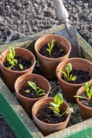Growing on seedlings in small terracotta pots