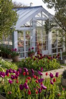 Colourful garden filled with spring bulbs Victorian conservatory behind