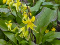 Erythronium 'Pagoda' - Trout Lily