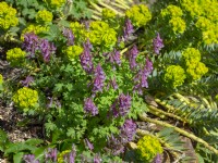 Euphorbia myrsinites- Myrtle spurge growing with Corydalis solida in March Norfolk