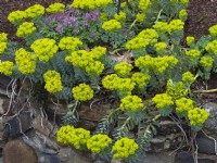 Euphorbia myrsinites- Myrtle spurge - growing over rocks in March Norfolk