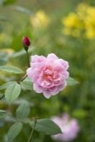 Rosa 'Mortimer Sackler' - English Climbing Rose