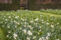 Narcissus 'Flower Record' naturalised in wild flower meadow with Primula veris - Cowslip