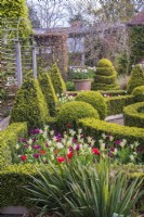 Formal Buxus - Box knot garden with topiary in spring with tulips