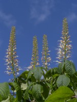 Aesculus parviflora - bottlebrush buckeye flowering late July Summer
