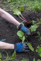 Woman planting potted rhubarb 'Victoria' in the ground