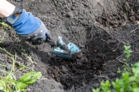 Using a trowel to make a planting hole in the ground