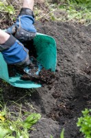 Using a trowel to add well-rotted organic matter to a planting hole
