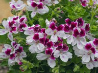 Pelargonium 'Australian Mystery'  May Norfolk