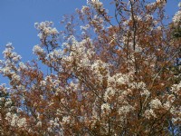 Prunus 'Taki - nioi' in flower mid April Norfolk