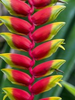 Heliconia rostrata - Lobster Claw