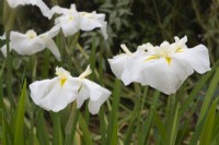Iris ensata 'White ladies' - June