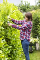 Woman using secateurs to cut back hedge