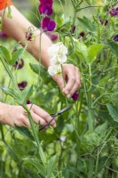 Picking a Lathyrus 'High Scent' - Sweet Pea