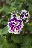 Petunia F1 Pirouette Purple flower
